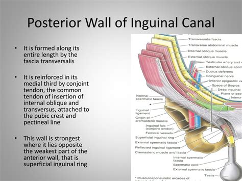 posterior wall of inguinal canal